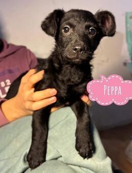 Peppa - typisch Welpe - Flörsheim-Dalsheim