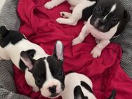 Süße Französische Bulldoggen Welpen - Höchstadt (Aisch)