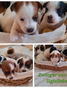 Jack Russel Rauhaar Terrier Welpen - Leibertingen