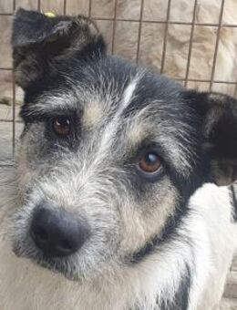 FRIDO-süßer, aktiver Jung-Rüde, 49 cm - Rösrath