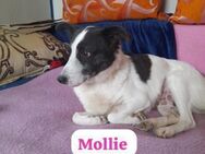 Mollie - vier Jahre an der Kette - Berlin