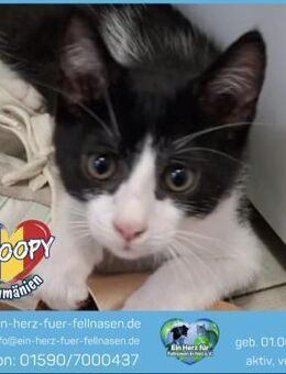 Snoopy - kleiner Schatz wartet auf Dich! - Waakirchen