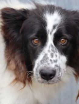 Morina - hübsche Wuschelhündin - Lohra