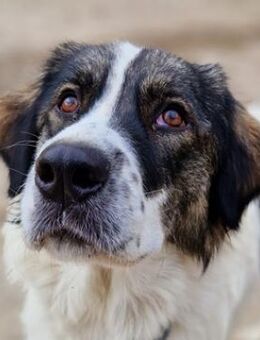 Kala, geb. ca. 10/2022, Griechenland - Markdorf