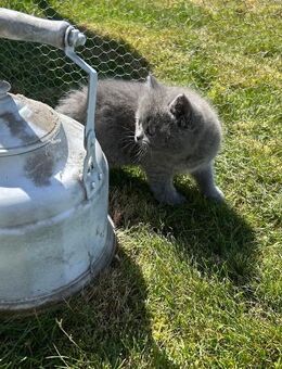 3 süsse Persermix Kitten Katzen - Schloß Holte-Stukenbrock