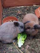 Zwergkaninchen in 01619