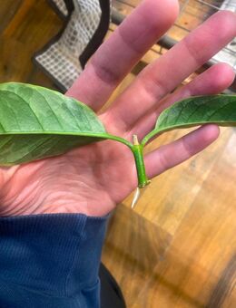 Hoya Multiflora Variegata Ableger - Berlin