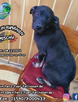 MISCHU - kleiner Mann sucht die Liebe - Waakirchen