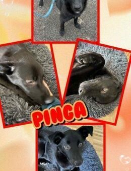 Hundemädchen Pinga auf PS in München - Nürnberg