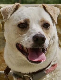 Coco, menschenbezogen, freundlich - Westerholt