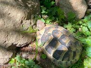 Griechische Landschildkröte alter 5 Jahre - Hungen Zentrum