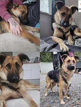 Milli Schäferhund Mischling Hündin - Margetshöchheim