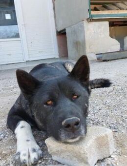 American Akita Wednesday - Beckingen