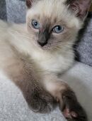 Siam Katze Siam kitten in 06420