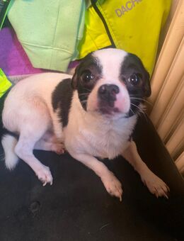 Chihuahua Rüden abzugeben - Rethwisch (Landkreis Steinburg)