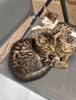 Kleine verschmuste Katzen abzugeben - Tessenow