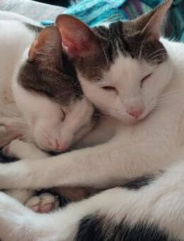 Caspar und Milo /Virneburg(ALO) - Geisenheim