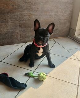 Süsse Französische bulldoggen suchen ein Zuhause