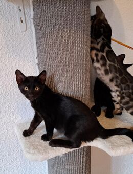Abgabebereit!Bengal Kitten, melanistic und brown - Haßloch