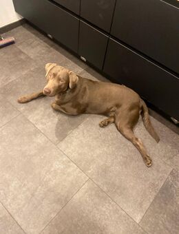 Labrador Carlos - Bochum