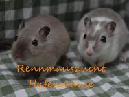 Zahme mongolische Rennmäuse vom Züchter ( Rennmaus Gerbil Gerbils Wüstenrennmaus - Norden