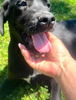 Ivan 💙💙💙 der Herzensbrecher 😉 - Bad Karlshafen