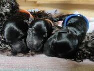 Herzensbrecher auf vier Pfoten-Unsere Kerry Blue Terrier Welpen sind da! - Zusmarshausen