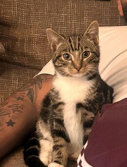 Junger verschmuster Kater - Hamburg