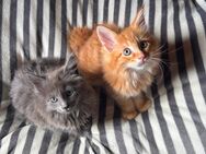 2 XXL Maine Coon Kitten - Wartmannsroth
