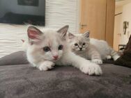 Süsse reinrassige Ragdoll Kitten suchen ein neues liebevolles Zuhause - Altötting