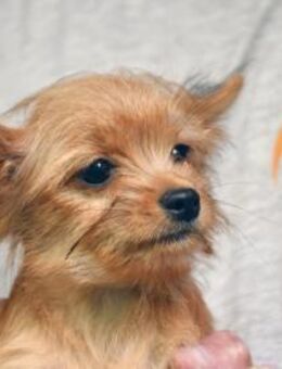 Goldiger Charlie sucht Zuhause - Neuss