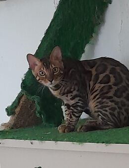 Reinrassige Bengal Junge - Wetzlar
