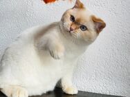 BKH Deckkater - Wuppertal