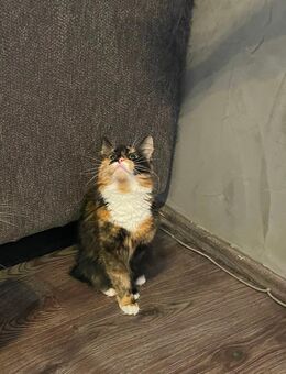 2 liebevolle Katzen auf der Suche nach einem neuen zu Hause - Berlin Spandau