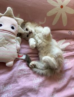 ✨ Ragdoll–Britisch Langhaar Mix Kater sucht liebevolles Zuhause ✨ - Schwarzenbek