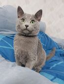 Reinrassiges Russisch Blau Kitten Weibchen in 32689