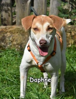DAPHNE - Donzdorf