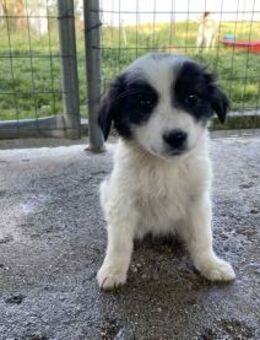 Ziggy bereit für sein erstes Zuhause - Eixen