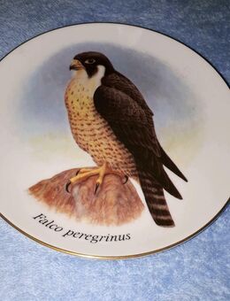 Wandteller Wanderfalke falco peregrinus 19,5 cm Durchmesser - Frankfurt (Main) Zeilsheim