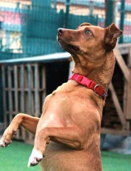 FELIPE - unser Rundum-Sorglos Paket 💝 - Neudenau