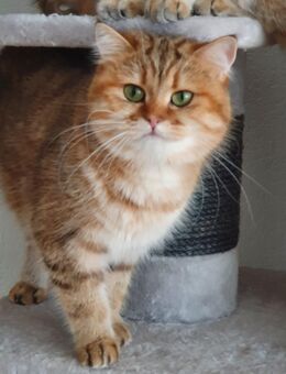 BKH Kitten Reinrassig mit Stammbaum - Wiesbaden Erbenheim