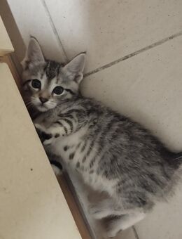 Main-coon-mix katzenbabys - Bad Friedrichshall