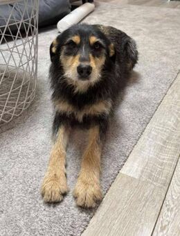 Miya - Zuckerpuppe sucht Familie - Alfeld (Leine)