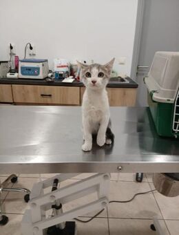 Tomas aus dem Tierschutz - Grevenbroich