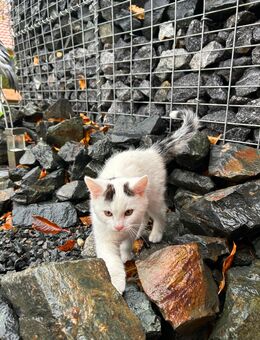 Babykatze (Hauskatze-Perser Mix) - Cham Zentrum