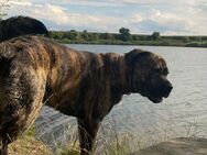 Labrador Boxer mischling - Sömmerda