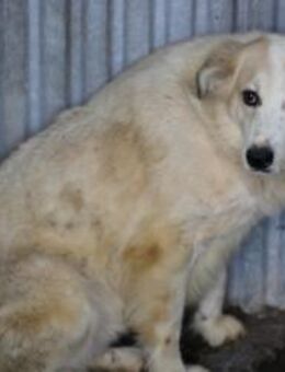 Isa - ruhig u. verschmust - Lohra