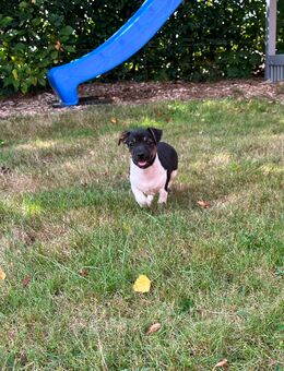 Jack Russell Welpe / Rüde - Rahden Zentrum