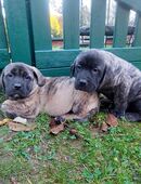 Deutsche Dogge x Herdenschutzhund Welpen in 21039