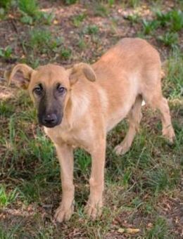 Freundlicher Junghund Ozzy - Laufen